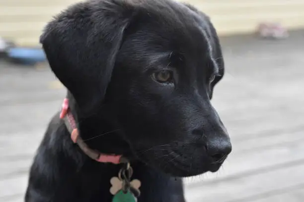 Three month old black lab puppy dog.