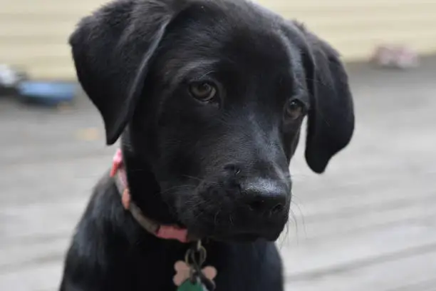 Adorable face of a black lab puppy dog up close.