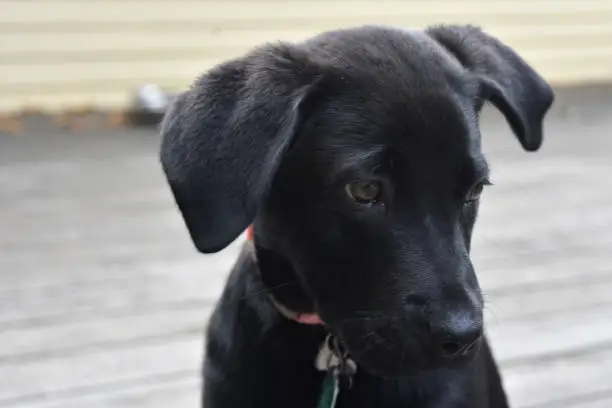 Super cute face of a black labrador puppy dog.