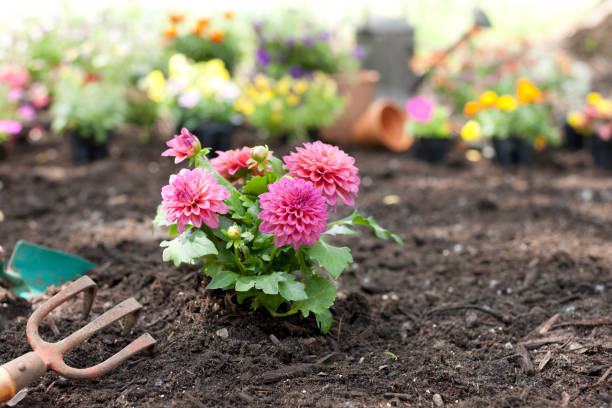 Dahlia Flowers in the Garden
