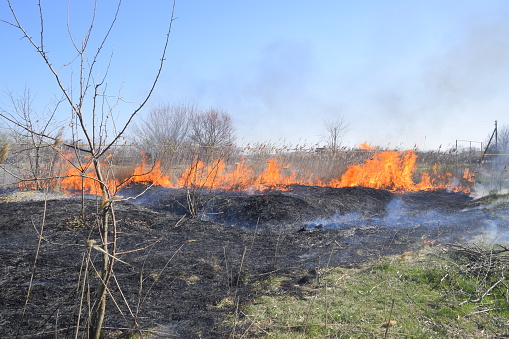 Fire on a plot of dry grass, burning of dry grass and reeds, flames and ash.