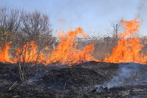 Fire on a plot of dry grass, burning of dry grass and reeds, flames and ash.