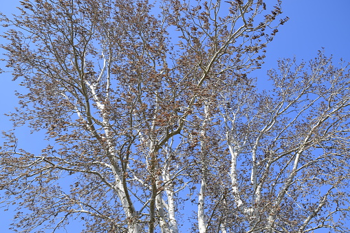 Earrings flowering silver poplar. Flowering poplar in March and April.