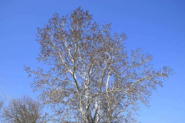Earrings flowering silver poplar. Flowering poplar in March and April.