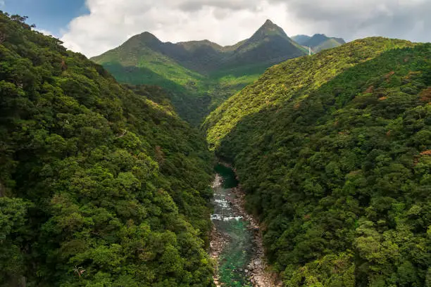 Anbo River in Yakushima is a very beautiful river. It can be seen from the bridge that is very high, so it can see the flow of the river from the mountain to the beach