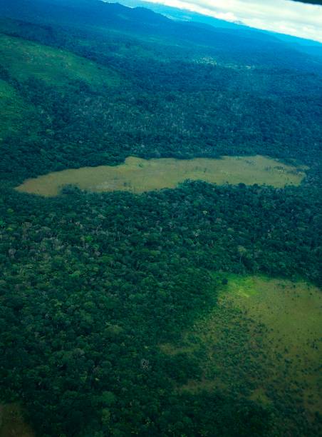 istock Aerial view of tropical rainforest 1139746915