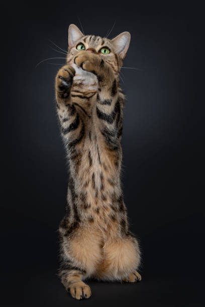 istock American Shorthair cat on black 1139748079