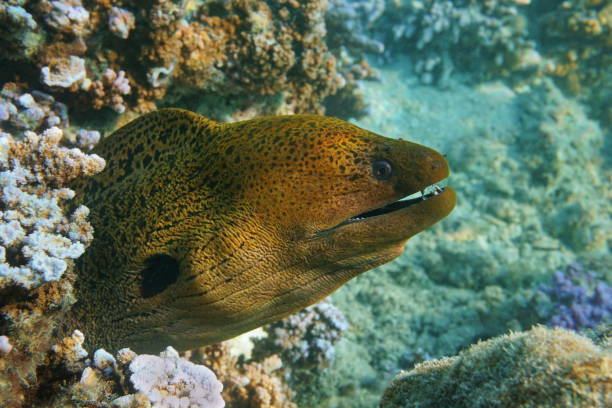 istock A giant moray eel head Gymnothorax javanicus 1139748336