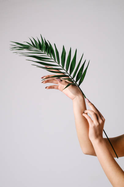istock Female sensual hands holding a palm leaf on a white background 1139749034