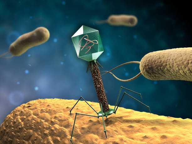 bacteriófago - bacteriófago fotografías e imágenes de stock