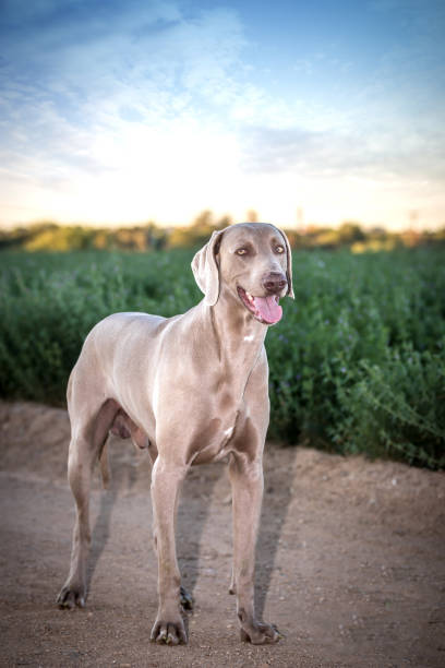 istock Weimaraner dog / Grey ghost dog 1139750831