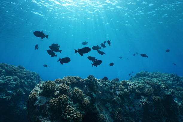 istock Coral reef fish and sunlight through sea surface 1139751016