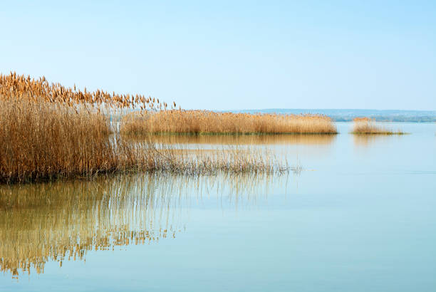 Reeds at Lake Balaton, Hungary