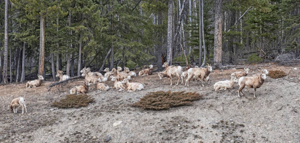 istock Rocky Mountain Sheep in Banff National Park 1139752521