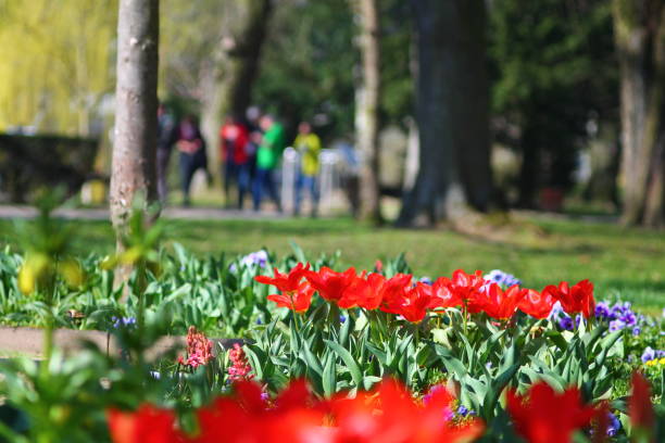 istock Red tulips and purple violas in flower bed. 1139753092
