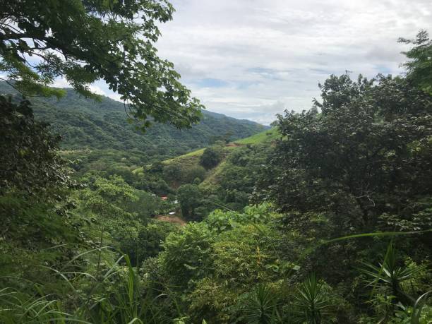 istock Costa rican Jungle 1139753139