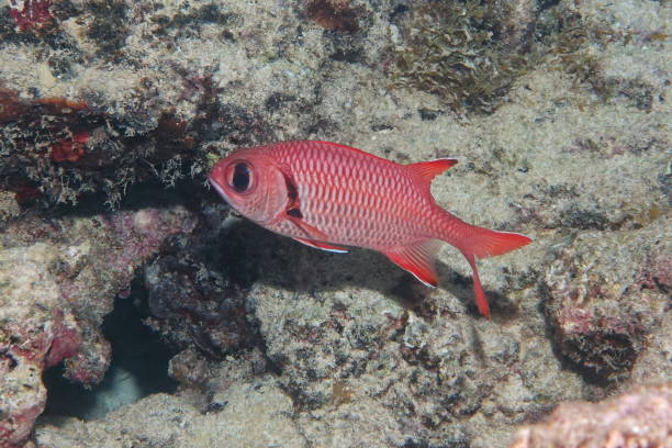 istock Fish epaulette soldierfish Myripristis kuntee 1139753656