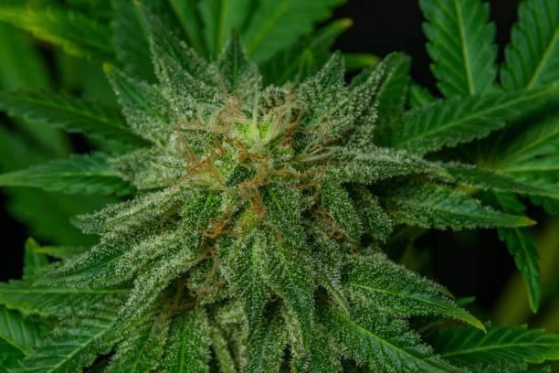 Afghan kush special variety of marijuana flower with aged blooms Afghan kush special variety of marijuana flower with aged green blooms bud candy stock pictures, royalty-free photos & images