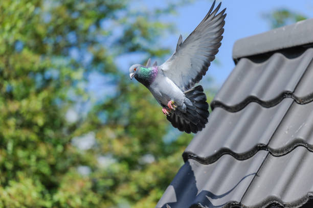 Beautiful flying pigeon isolated on white background with clipping path.