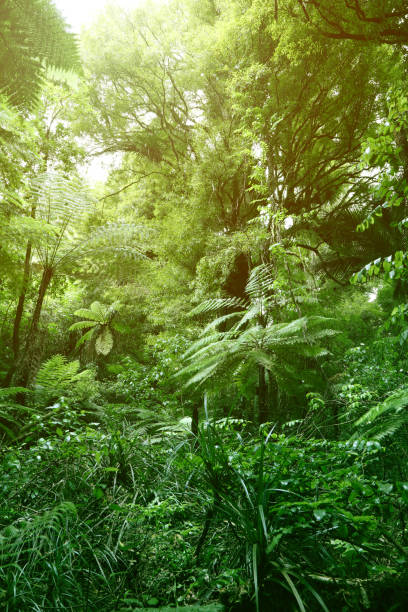 istock Canopy of jungle 1139756805
