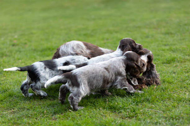 istock purebred English Cocker Spaniel with puppy 1139756856
