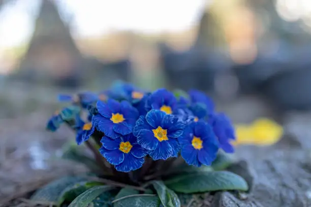 Blooming flower primula with blue bloom in the spring garden. Easter time. Shallow focus with bokeh