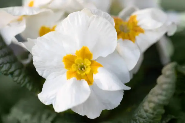 Blooming flower primula with white bloom in the spring garden. Easter time. Shallow focus with bokeh