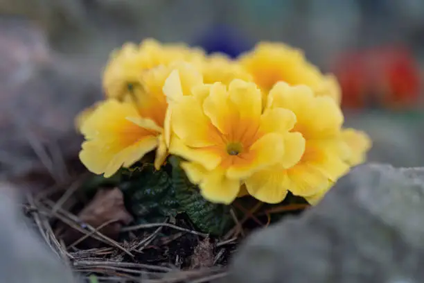 Blooming flower primula with yellow bloom in the spring garden. Easter time. Shallow focus with bokeh