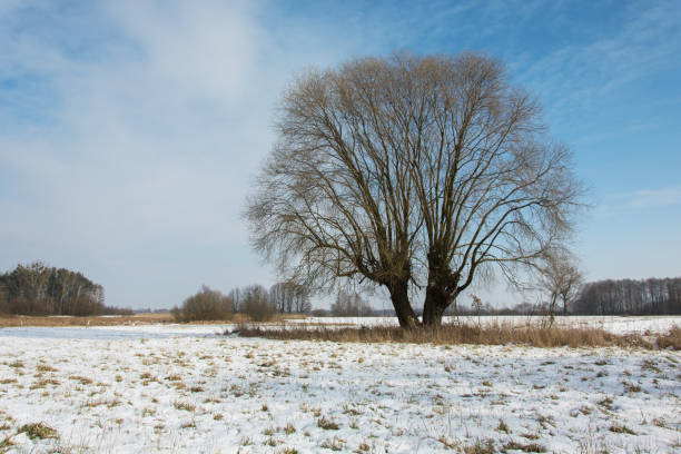 istock Big willow tree, snow on the meadow and blue sky 1139757187