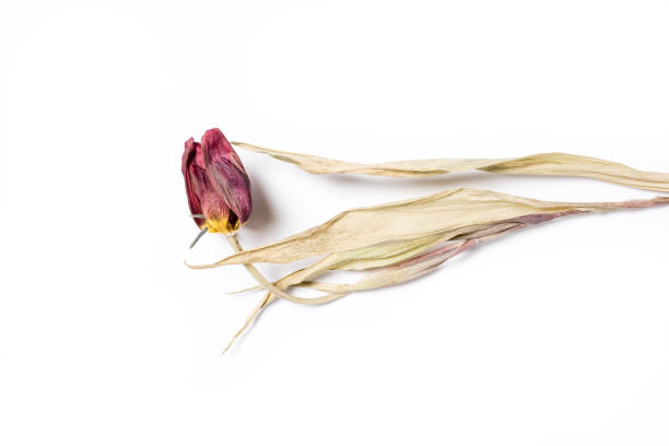 Withered flower. stock photo