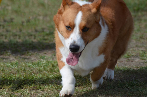 istock Corgi Dogs Up Close 1139758417