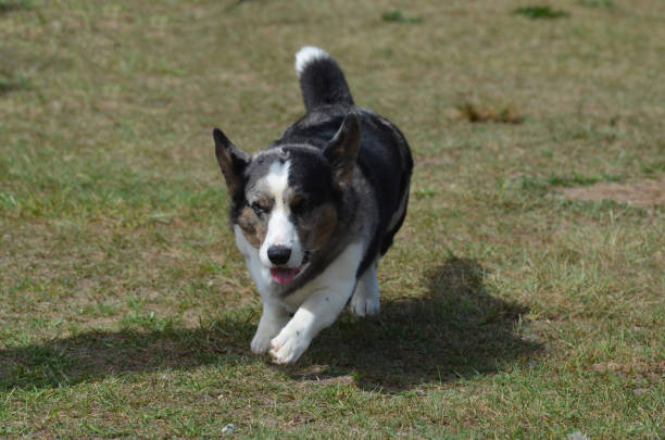 istock Corgi Dogs Up Close 1139758435