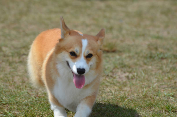 istock Corgi Dogs Up Close 1139758462