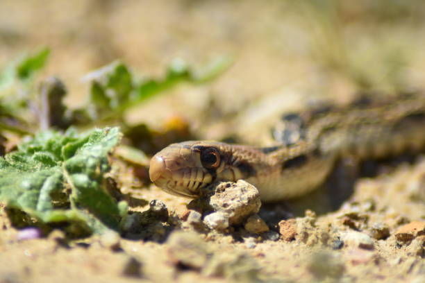 istock Close-up of Gopher Snake 1139758466
