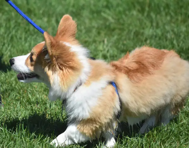 Cute white and brown welsh corgi dog walking on a leash.