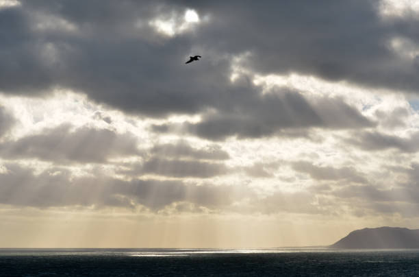 Seagull glides on the wind as rays of sunlight break through the clouds. stock photo
