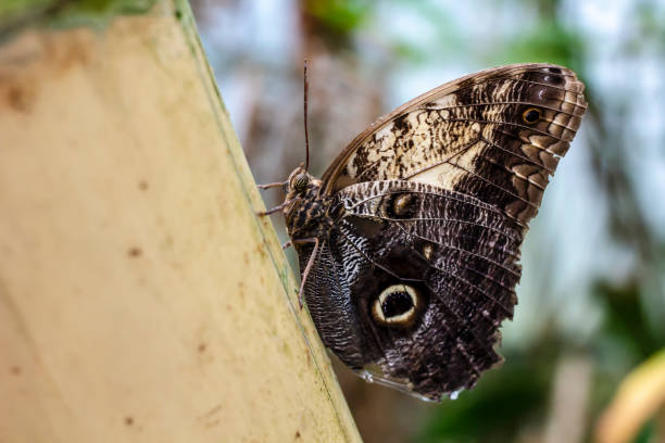 istock Beautiful owl butterfly (Caligo Memnon), on a blurred background. Macro photo 1139758989