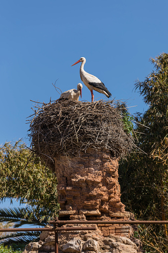 Two white storks (Ciconia ciconia) on a nest against the orange sunset sky