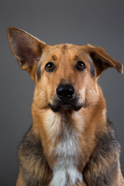 istock Red and black mongrel dog in the studio 1139760550