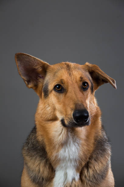 istock Red and black mongrel dog in the studio 1139760560