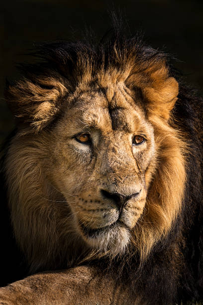 Lion portrait Portrait of lion staring intently into the distance in the late afternoon. Its cold, steady gaze inspires the fear and the respect. kruger national park photos stock pictures, royalty-free photos & images