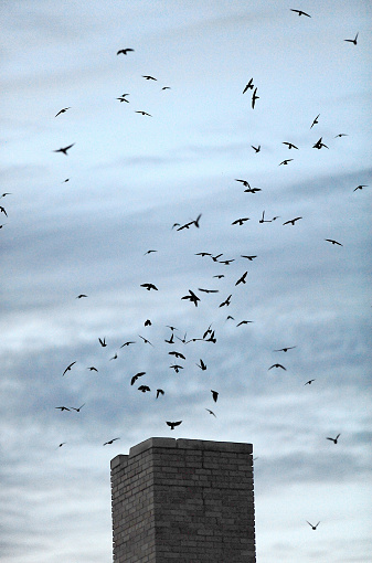 Swifts gather in flocks in the fall, prior to migration. Dozens or hundreds of birds will roost over night in one place. They look for large chimneys. This one belongs to a school.