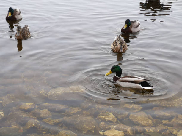 canards dans les eaux usées dans le lac en hiver en russie, en mars - 44858 photos et images de collection