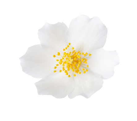 Close-up of Jasmine  flower (Philadelphus) isolated on white background.