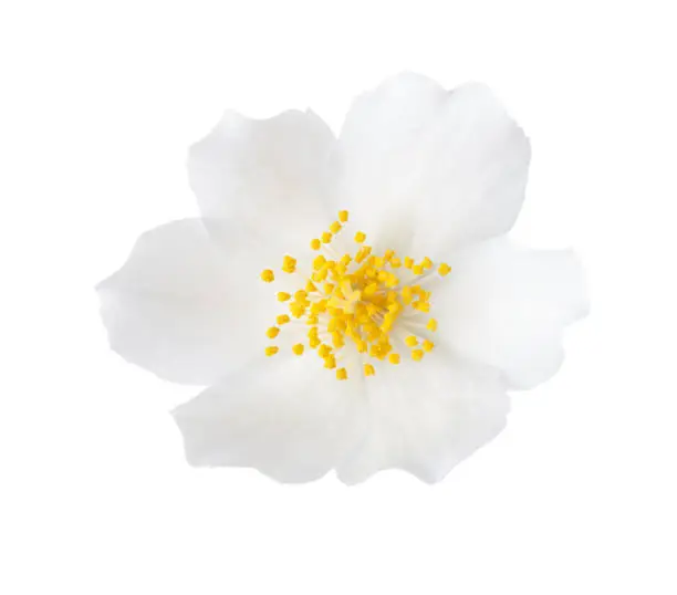 Close-up of Jasmine  flower (Philadelphus) isolated on white background.
