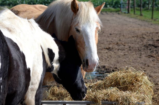 istock Horses eat brotherly hay from a bin 1139763897