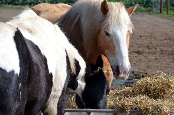 istock Horses eat brotherly hay from a bin 1139763899