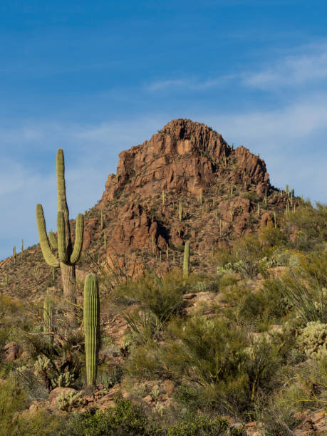 istock Saguaro Cactus Landscape, Arizona 1139764010