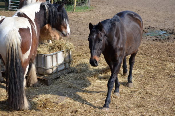 istock Horses eat brotherly hay from a bin 1139764177