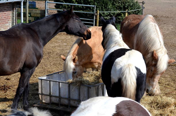 istock Horses eat brotherly hay from a bin 1139764232